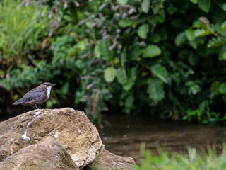 dipper on a rock 