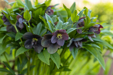 The common purple hellebore flowers. Hellebores purpurascens