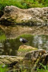 dipper on a rock