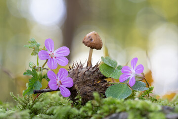 mushroom and flower