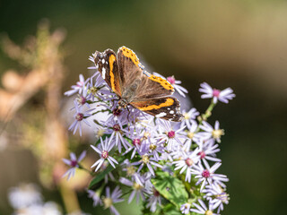 butterfly on a flower