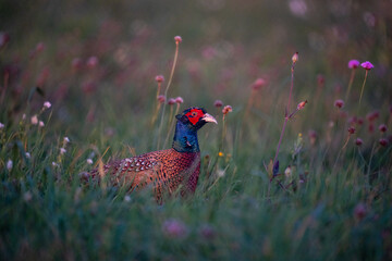 pheasant in the grass