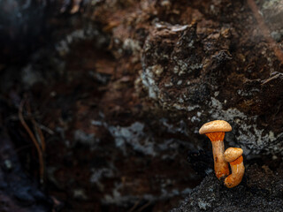 mushroom on a tree