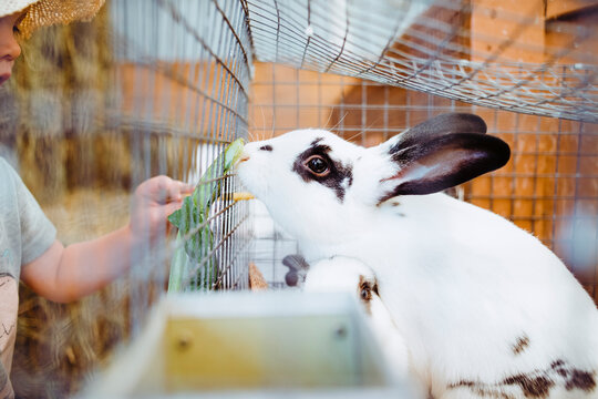 Cropped image of girl feeding rabbit in cage