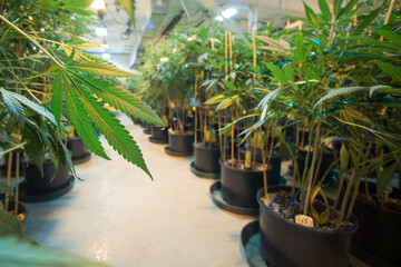 A view down the aisle of Rx Green Solutions medical marijuana grow facility.