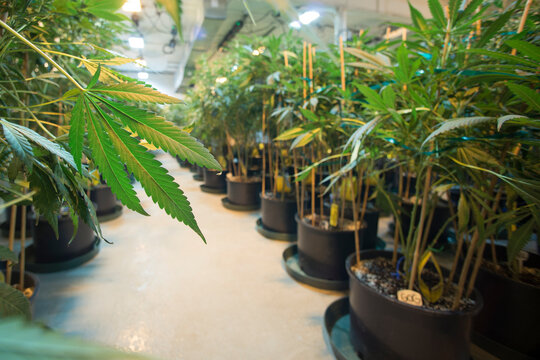 A view down the aisle of Rx Green Solutions medical marijuana grow facility.
