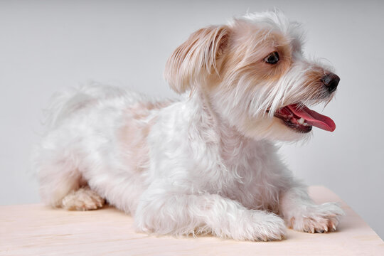 beautiful shaggy puppy maltipu sits in studio on white studio background, copy space. Companion. Maltipu little dog is posing. Cute playful doggy or pet.Concept of pets love. Looks happy