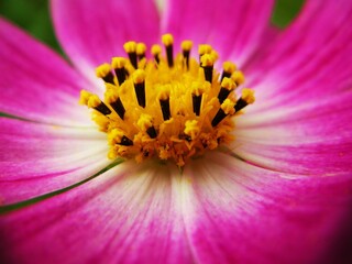 heart of the flower