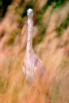 Royal heron