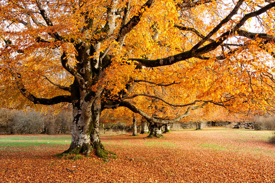 Beech forest in the Natural Park of Urbasa and Andia in Navarre