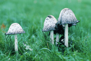 Mushrooms.
