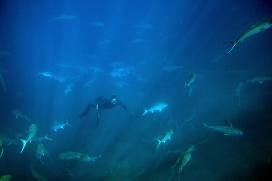 Man dives with a school of Amberjack