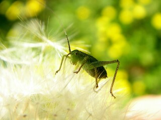 grasshopper