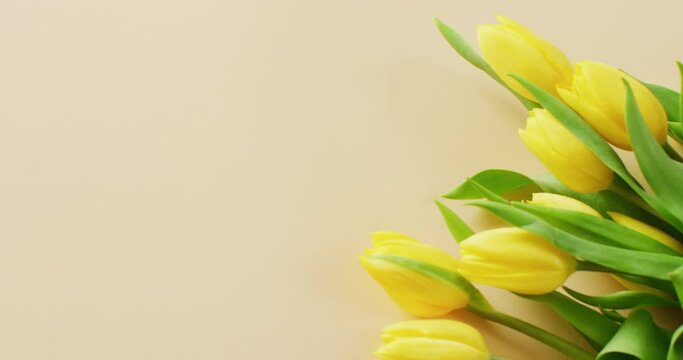 Video of yellow tulips with copy space on yellow background