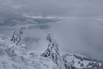 They ate covered with a layer of icy hoarfrost like bizarre figures, on a cliff high in the mountains, above the clouds. Majestic landscape of winter nature.