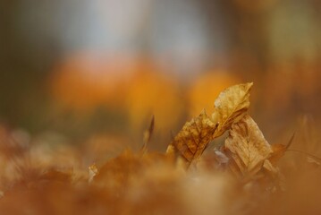 lonely leaf in sweden