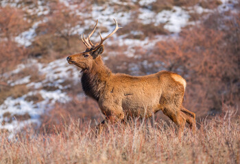 Deer in the mountains in spring looking for food. Herd of wild deer.