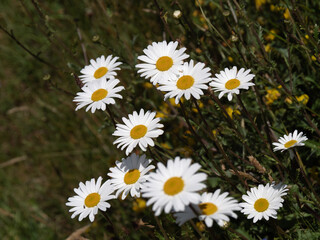 Fototapeta premium Chamomile. A beautiful scene of nature with blooming Chamomile. Chamomile Spring floral landscape. Summer daisy