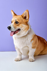 dog sitting and looking at side, welsh corgi breed on purple studio background. adorable cute dog with red white color fur whool and short body have fun, with opened mouth