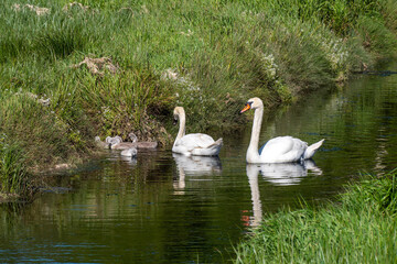 Fototapeta premium The swan family. Two swans with chicks on the surface of the stream near the shore. Birds in the wild. White swan on water