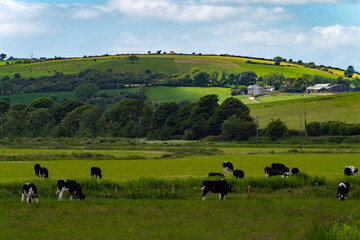 A cows graze on a green grass meadow on a summer day. Hilly Irish agrarian landscape. Clear blue sky with white clouds. Black and white cow on green grass field