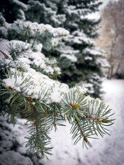 Branches of a blue spruce close-up. Prickly coniferous needles.