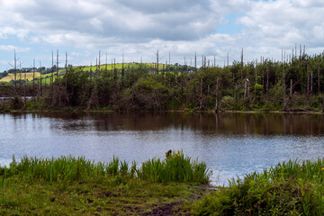 Stunted, dead trees on the lake shore. Swampy terrain, landscape.