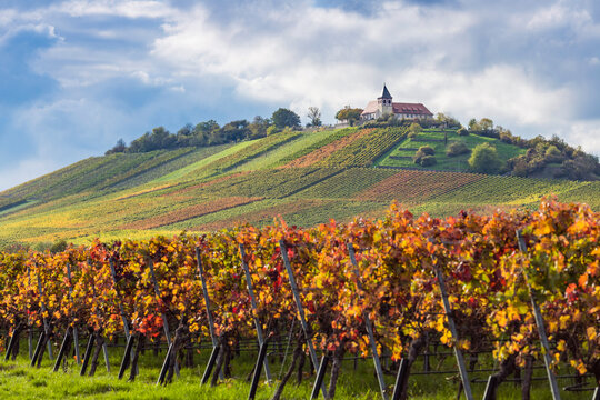 Der Michaelsberg bei Cleebronn in Baden-W&uuml;rttemberg mit der Michaelskirche inmitten von Weinbergen im Herbst