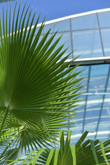 tropical palm leaves against the background of the glass roof of the pool in the water park