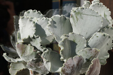 silvery decorative succulent Cotyledon in sunlight close up