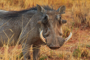 Common warthog in natural habitat in Waterberg Plateau National Park. Namibia. - 564744202