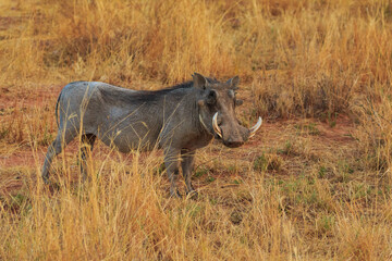 Common warthog in natural habitat in Waterberg Plateau National Park. Namibia.