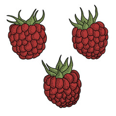 Collection of raspberries with leaves, vector art. 