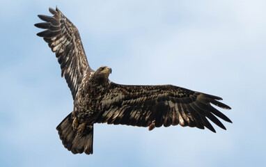 Soaring