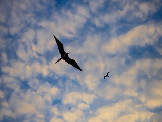 Pajaros volando al atardecer en Puerto Lopez, Ecuador (atardecer)