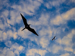 Pajaros volando al atardecer en Puerto Lopez, Ecuador (atardecer)