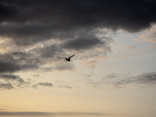 Fototapeta na wymiar Pajaros volando al atardecer en Puerto Lopez, Ecuador (atardecer)