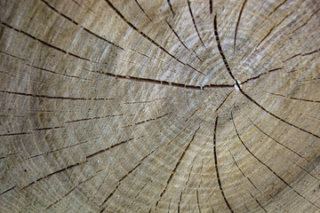 Beautiful wooden fracture old oak, natural texture close up