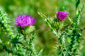 Beautiful growing flower root burdock thistle on background meadow