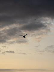 Pajaros volando al atardecer en Puerto Lopez, Ecuador (atardecer)
