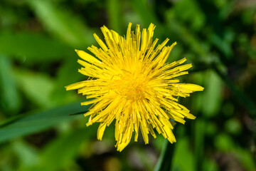 Beautiful wild growing flower yellow dandelion on background meadow