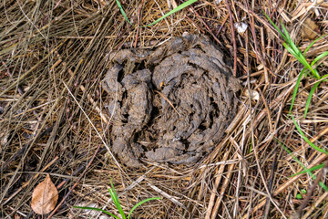Photography on theme fresh cow dung lies on manure animal farm