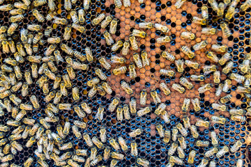 Abstract hexagon structure is honeycomb from bee hive filled