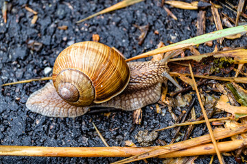 Big garden snail in shell crawling on wet road hurry home