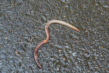 Red earthworm it live bait for fishing isolated on dark background
