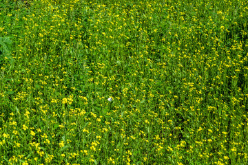 Photography on theme fine wild growing flower mustard on background meadow