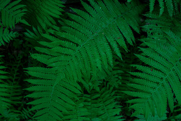 Fototapeta na wymiar Dark green natural background with fern leaves