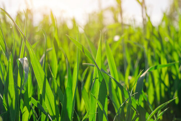Natural background with green stems at sunset with rays of sun
