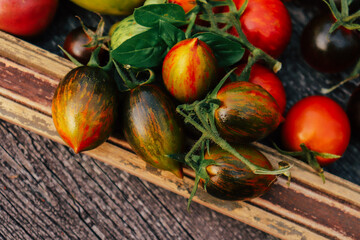 rare varieties of tomatoes of different shapes and colors close-up framed by a wooden frame selective focus