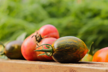 Fototapeta na wymiar colorful ripe organic tomatoes close-up, vegetables harvest